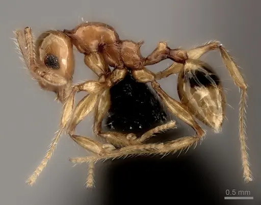 Pheidole sofia specimen CASENT0134184 image casent0134184_3