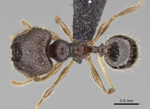 Pheidole sofia specimen CASENT0134187 image casent0134187_1