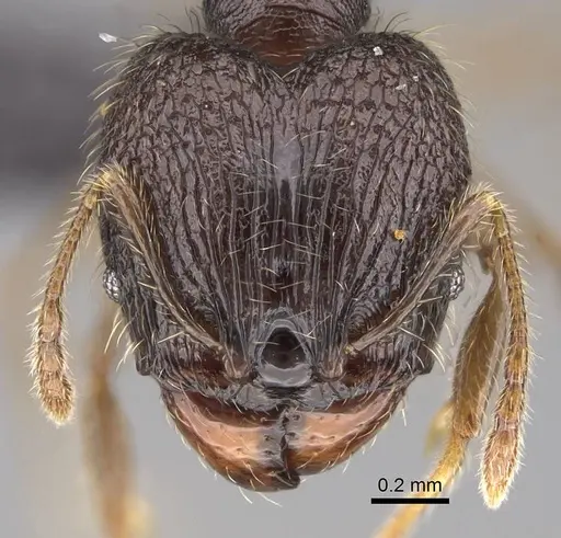 Pheidole sofia specimen CASENT0134187 image casent0134187_2