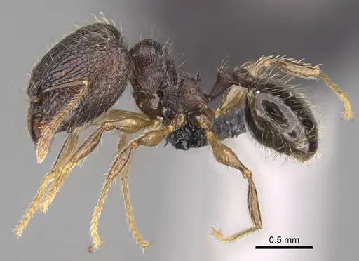 Pheidole sofia specimen CASENT0134187 image casent0134187_3