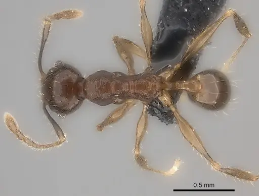 Pheidole sofia specimen CASENT0134472 image casent0134472_1