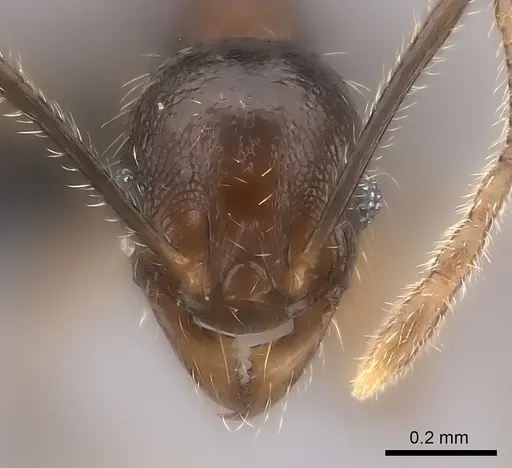 Pheidole sofia specimen CASENT0134472 image casent0134472_2