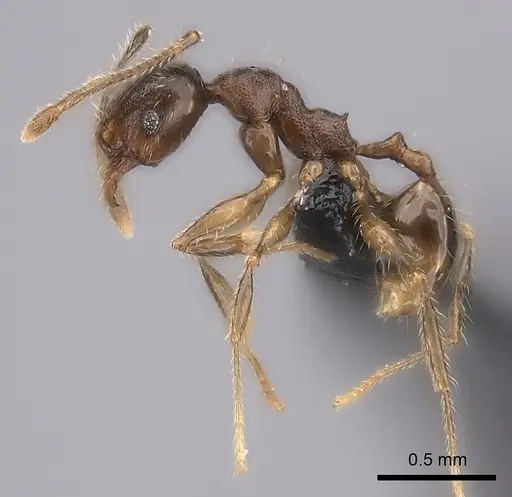 Pheidole sofia specimen CASENT0134472 image casent0134472_3