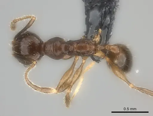 Pheidole sofia specimen CASENT0134473 image casent0134473_1