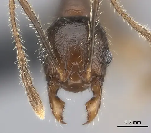 Pheidole sofia specimen CASENT0134473 image casent0134473_2
