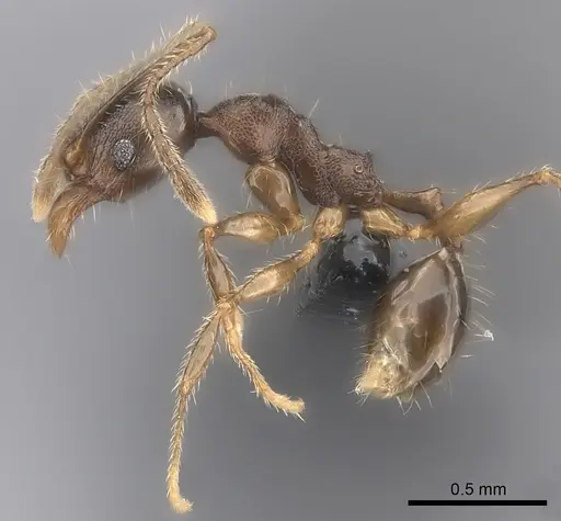 Pheidole sofia specimen CASENT0134473 image casent0134473_3