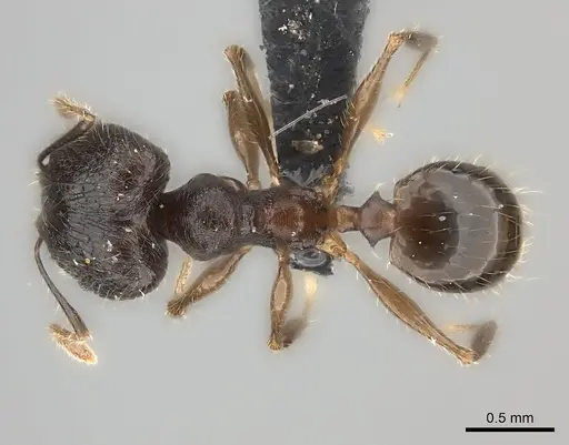 Pheidole sofia specimen CASENT0235074 image casent0235074_1