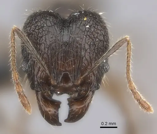 Pheidole sofia specimen CASENT0235074 image casent0235074_2