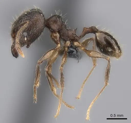 Pheidole sofia specimen CASENT0235074 image casent0235074_3