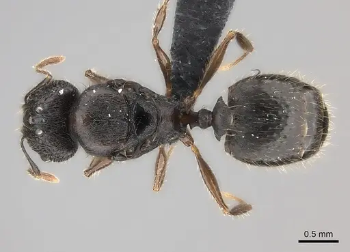 Pheidole sofia specimen CASENT0235075 image casent0235075_1