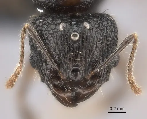 Pheidole sofia specimen CASENT0235075 image casent0235075_2
