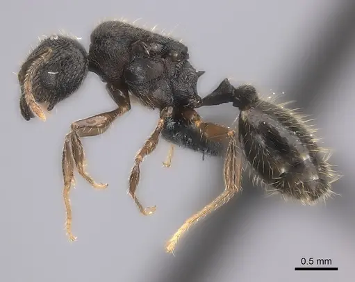 Pheidole sofia specimen CASENT0235075 image casent0235075_3