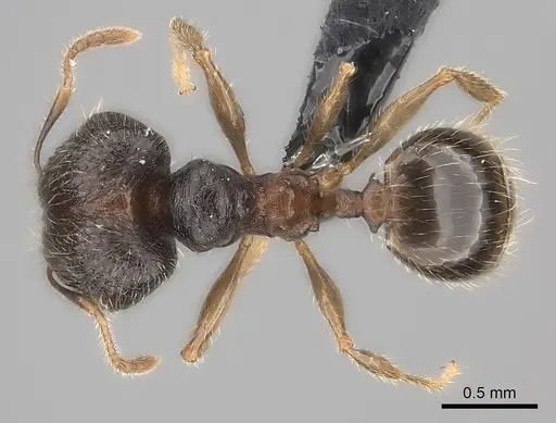 Pheidole sofia specimen CASENT0235078 image casent0235078_1