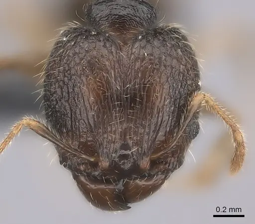 Pheidole sofia specimen CASENT0235078 image casent0235078_2