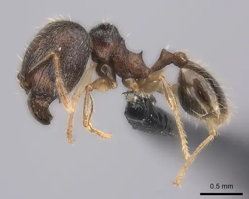 Pheidole sofia specimen CASENT0235078 image casent0235078_3