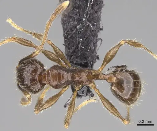 Pheidole sofia specimen CASENT0235100 image casent0235100_1