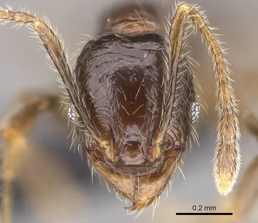 Pheidole sofia specimen CASENT0235100 image casent0235100_2