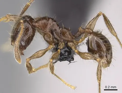 Pheidole sofia specimen CASENT0235100 image casent0235100_3