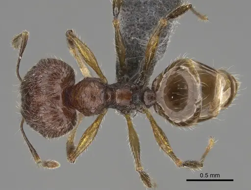 Pheidole sofia specimen CASENT0705626 image casent0705626_1