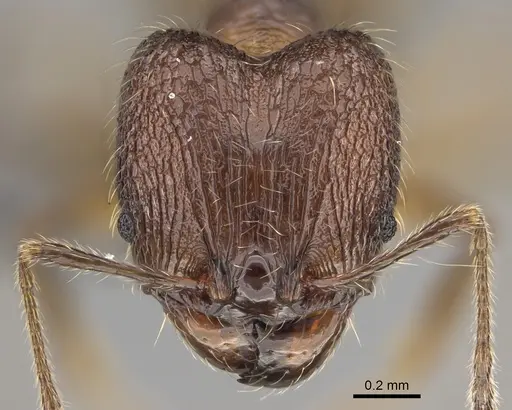 Pheidole sofia specimen CASENT0705626 image casent0705626_2