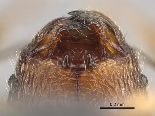 Pheidole sofia specimen CASENT0705626 image casent0705626_3