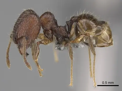 Pheidole sofia specimen CASENT0705626 image casent0705626_4