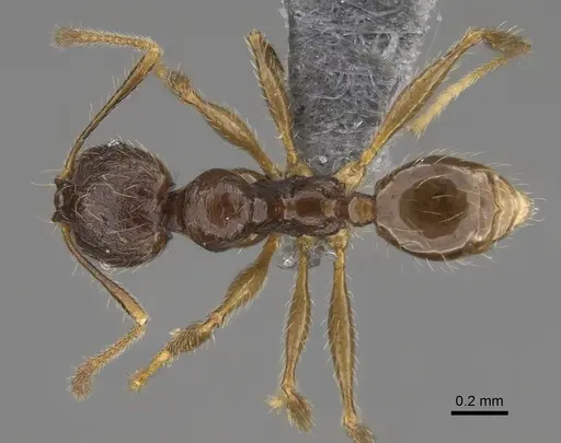 Pheidole sofia specimen CASENT0923280 image casent0923280_1