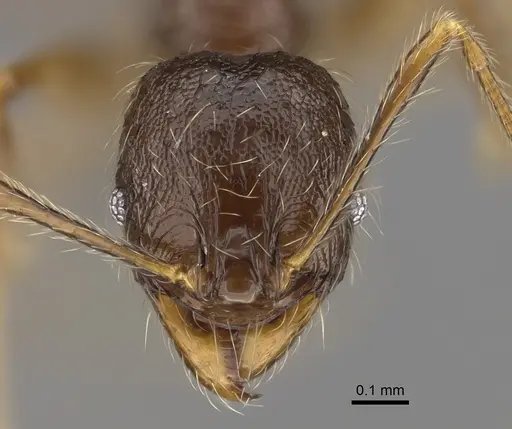 Pheidole sofia specimen CASENT0923280 image casent0923280_2