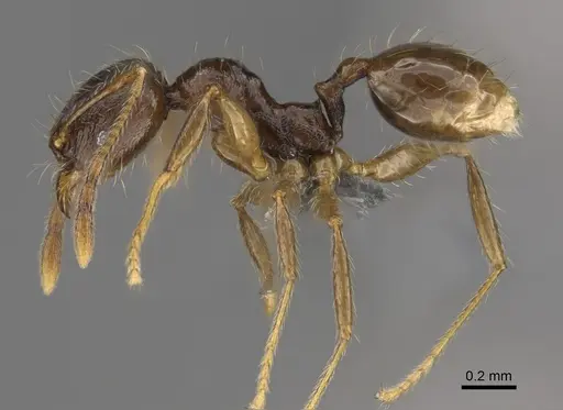 Pheidole sofia specimen CASENT0923280 image casent0923280_3