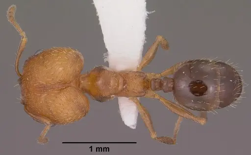 Pheidole soritis specimen CASENT0104447 image casent0104447_1