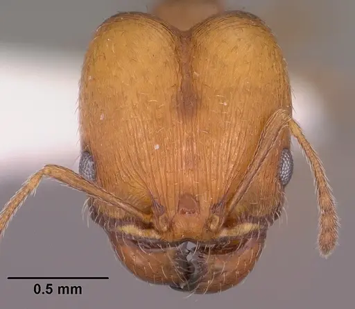Pheidole soritis specimen CASENT0104447 image casent0104447_2