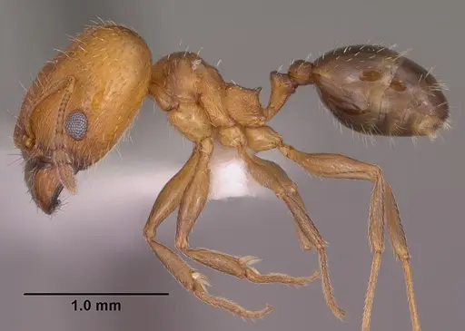 Pheidole soritis specimen CASENT0104447 image casent0104447_3