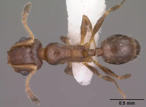 Pheidole soritis specimen CASENT0104448 image casent0104448_1