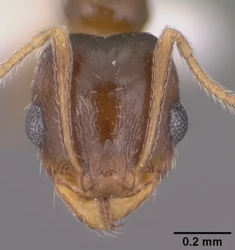 Pheidole soritis specimen CASENT0104448 image casent0104448_2