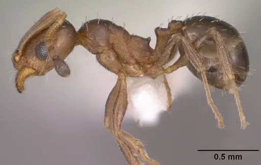 Pheidole soritis specimen CASENT0104448 image casent0104448_3