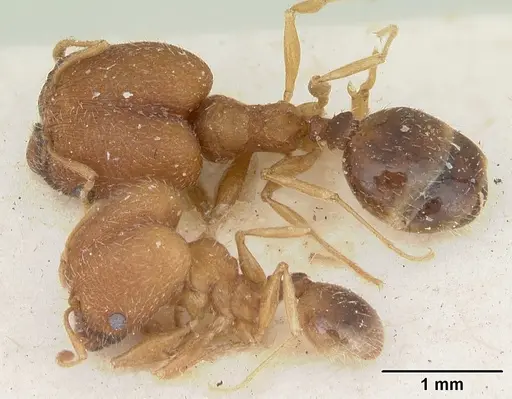 Pheidole soritis specimen CASENT0172980 image casent0172980_1