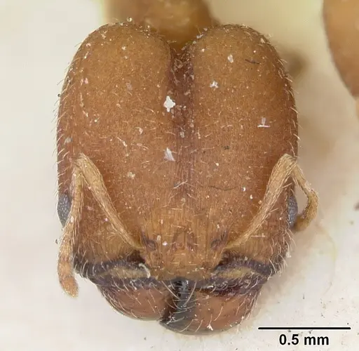 Pheidole soritis specimen CASENT0172980 image casent0172980_2