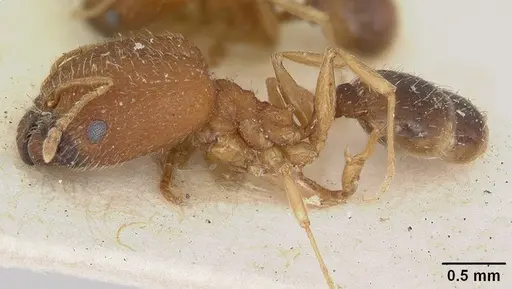Pheidole soritis specimen CASENT0172980 image casent0172980_3
