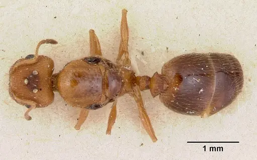 Pheidole soritis specimen CASENT0172981 image casent0172981_1