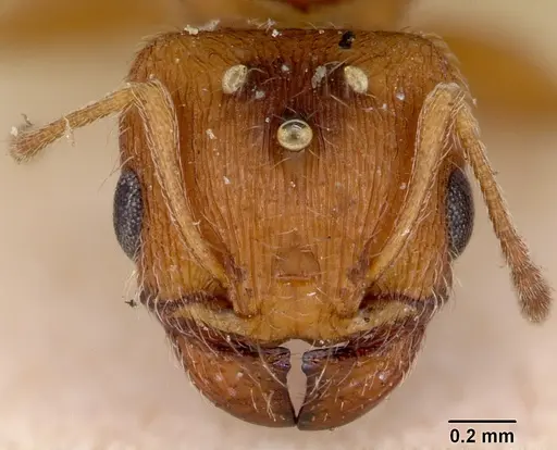 Pheidole soritis specimen CASENT0172981 image casent0172981_2