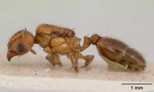Pheidole soritis specimen CASENT0172981 image casent0172981_3