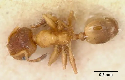 Pheidole soritis specimen CASENT0172982 image casent0172982_1