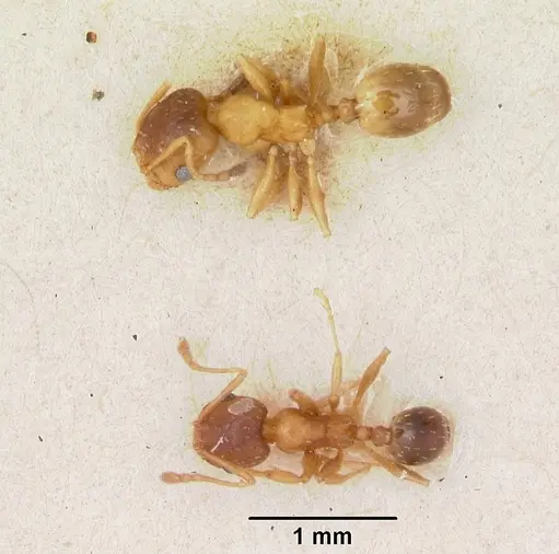 Pheidole soritis specimen CASENT0172982 image casent0172982_2