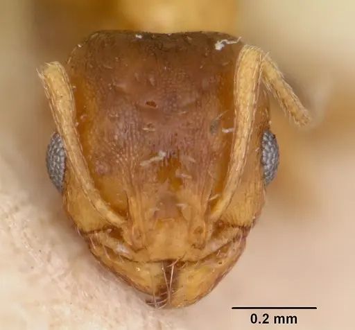 Pheidole soritis specimen CASENT0172982 image casent0172982_3