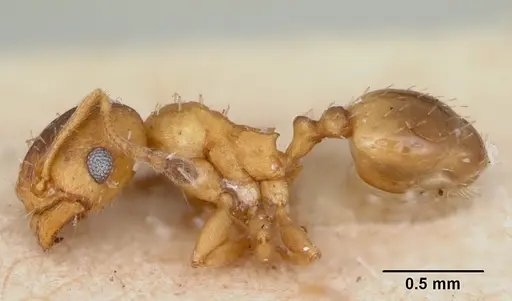 Pheidole soritis specimen CASENT0172982 image casent0172982_4
