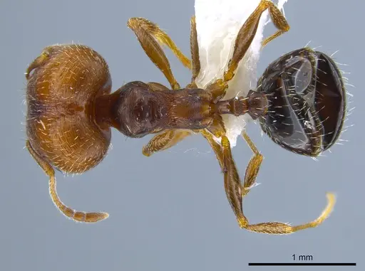 Pheidole soritis specimen CASENT0635652 image casent0635652_1
