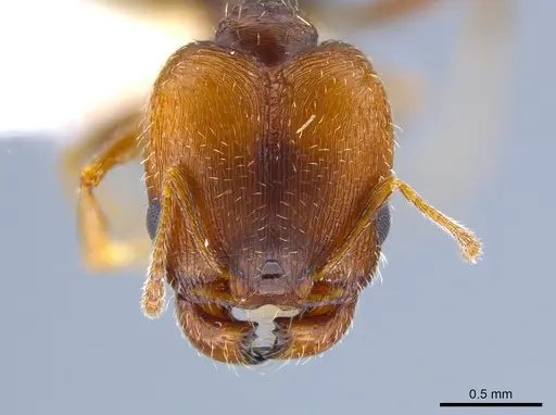 Pheidole soritis specimen CASENT0635652 image casent0635652_2