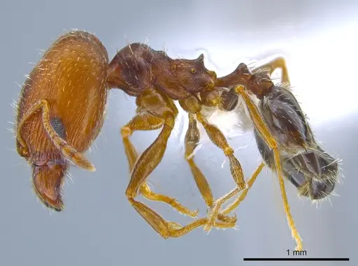 Pheidole soritis specimen CASENT0635652 image casent0635652_3