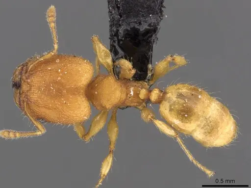 Pheidole sospes specimen CASENT0908249 image casent0908249_1