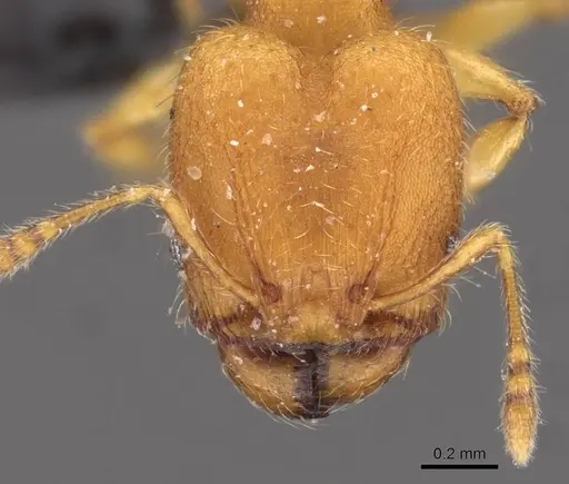 Pheidole sospes specimen CASENT0908249 image casent0908249_2